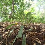 Asplenium subintegrum Лист