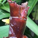 Calathea lutea Drugo