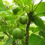 Jatropha curcas Frucht