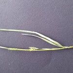 Glyceria declinata Hostoa