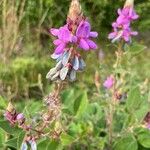 Desmodium intortumFiore