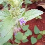 Marsypianthes chamaedrys Flower