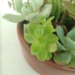 Sedum kimnachii 葉