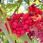 Nandina domestica Meyve