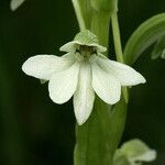 Habenaria galactantha फूल