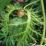 Passiflora foetida Vaisius