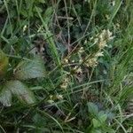 Carex divulsa 花