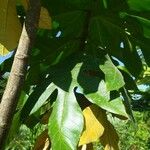 Artocarpus odoratissimus Leaf