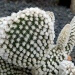 Opuntia microdasys Folha