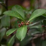 Ardisia elliptica Frucht