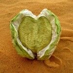 Calotropis procera Fruit