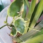 Peperomia serpens 葉