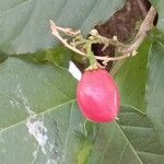Bunchosia armeniaca Fruto