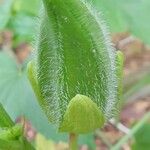 Abelmoschus esculentus Fruit