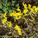 Cytisus ardoinoi Habit