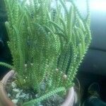 Crassula muscosa Φύλλο