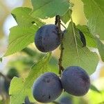 Prunus domestica Fruit