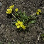 Ranunculus glaberrimus 整株植物