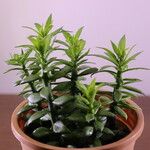 Pereskiopsis diguetii Hoja