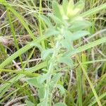 Solidago nemoralis Leaf