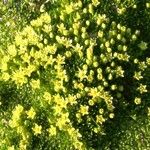 Cherleria sedoides Flower