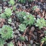 Sempervivum calcareum Лист