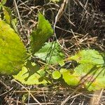 Commiphora africana ഇല