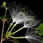 Inga sapindoides Fruto
