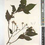 Bothriocline amplifolia Otro