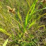 Carex leporina 葉