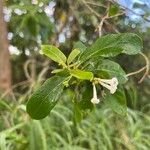 Cestrum diurnum Foglia