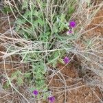 Gutenbergia cordifolia Virág