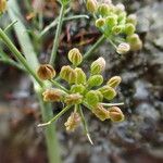 Cyclospermum leptophyllum Fruit