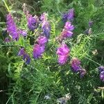 Vicia tenuifoliaFlower