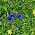 Gentiana clusiiFlor