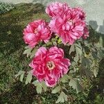 Paeonia × suffruticosa Квітка