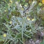 Arnebia decumbens Pokrój