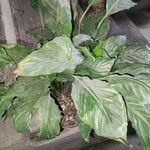 Spathiphyllum floribundum Φύλλο