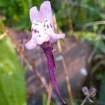 Linaria algarviana Flower
