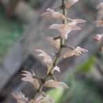 Diaphananthe bidens Blomst