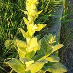 Verbascum phlomoides Habitus