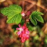 Ribes sanguineum Virág