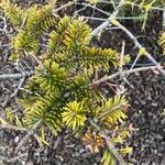 Abies fraseri Delienn