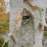 Betula utilis Кора