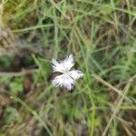 Dianthus hyssopifoliusFlower