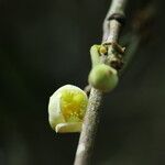 Garcinia kola Flower