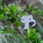 Turraea mombassana Λουλούδι