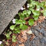 Cymbalaria muralis Hábitos