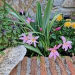 Zephyranthes rosea Flor