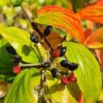 Viburnum carlesii Fruit